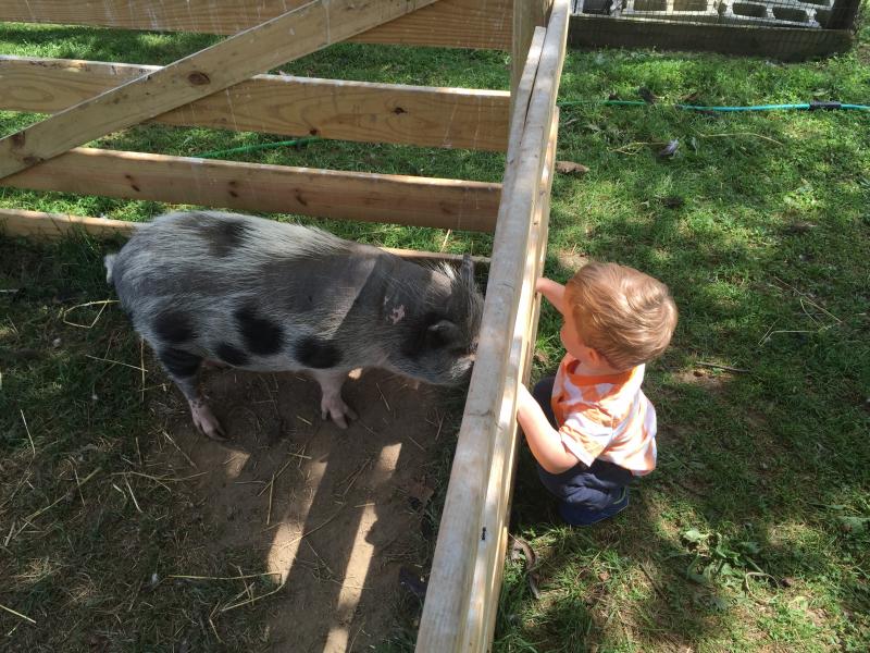 Lulu the potbellied pig greets a little visitor to the Delaware Agricultural Museum and Village in Dover. SUBMITTED PHOTO